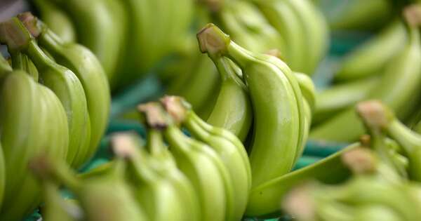 La Nación / Posponen la exportación de banana a Chile
