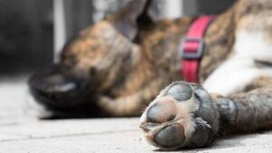 La Policía detuvo a dos personas por matar a un perro en Capiatá