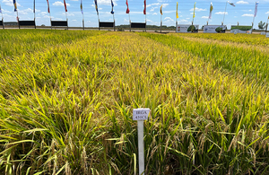 Somax posiciona línea de fungicidas para arroz con eficaz desempeño a campo