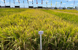 Somax posiciona línea de fungicidas para arroz con eficaz desempeño a campo