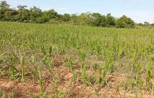 Sequía afecta a la producción agrícola y pone en riesgo la economía de los labriegos - Nacionales - ABC Color