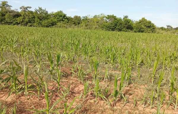 Sequía afecta a la producción agrícola y pone en riesgo la economía de los labriegos - Nacionales - ABC Color