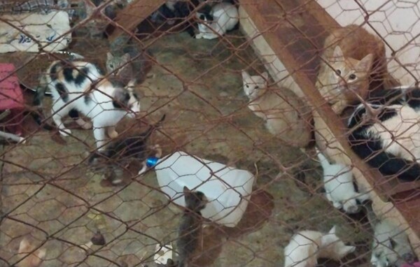 Fiscal investiga abandono de gatos en predio de la cárcel de Pedro Juan Caballero - Megacadena - Diario Digital