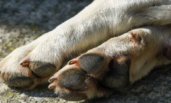 Fiscalía imputa a dos hombres por la muerte de un perro en Capiatá – Prensa 5