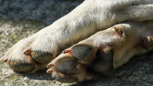 Fiscalía imputa a dos hombres por la muerte de un perro en Capiatá