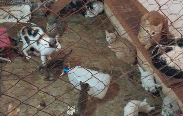 Fiscal investiga abandono de gatos en predio de la cárcel de Pedro Juan Caballero