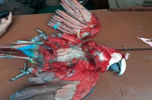 Guacamayo del proyecto “Gua’a Urbanos” es asesinado en Luque