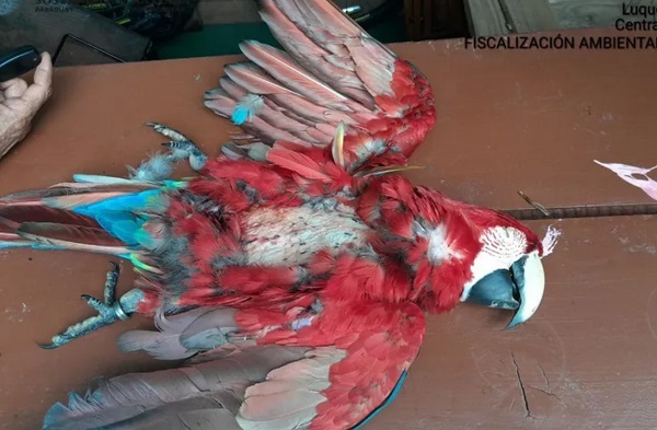 Guacamayo del proyecto “Gua’a Urbanos” es asesinado en Luque