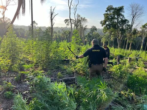 Cerca del 20% del cambio de uso de suelo en el Chaco es para plantar marihuana - Nacionales - ABC Color