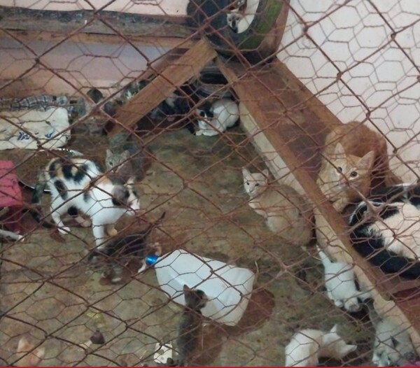 Fiscal investiga abandono de gatos en predio del penal de PJC - El Independiente