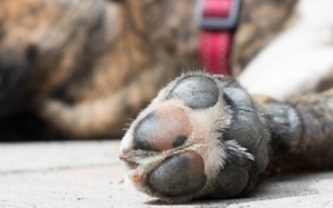 Imputan a dos hombres por la muerte de un perro en Capiatá - Unicanal