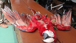 Crueldad: Asesinan a un guacamayo rojo en Luque