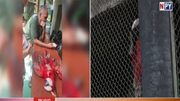 Disparan y matan a un guacamayo rojo en Luque - Noticias Paraguay