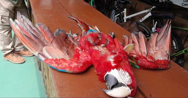 Diario HOY | Acto criminal en Luque: disparan y matan a un guacamayo