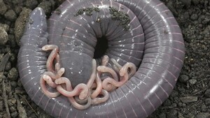 Video: Culebrilla sudamericana pone huevos y alimenta a sus crías con leche rica en nutrientes