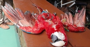 Guacamayo rojo en peligro de extinción muere en acto de crueldad en Luque