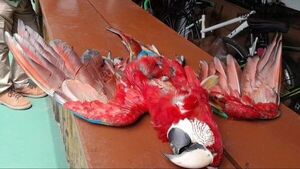 Crueldad: Asesinan a un guacamayo rojo en Luque