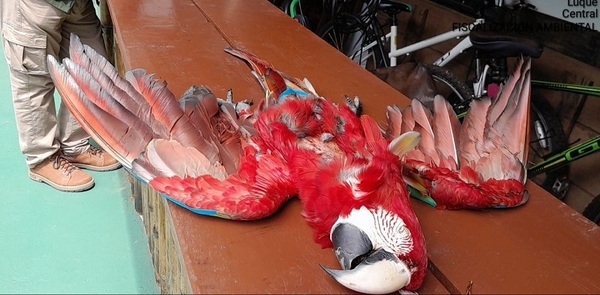 Criminal: Matan a Guacamayo en Luque.
