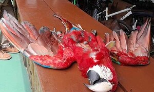 Crueldad: Asesinan a un guacamayo rojo en Luque – Prensa 5