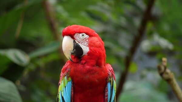 Disparó y mató a un guacamayo en Luque