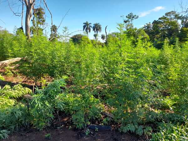 SENAD destruye 15 toneladas de droga en Bella Vista Norte - Oasis FM 94.3