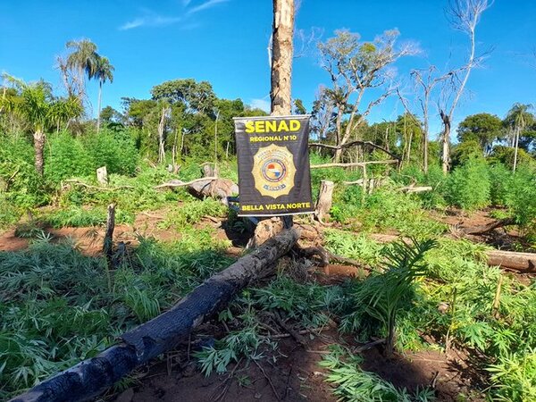 SENAD destruye 15 toneladas de droga en Bella Vista Norte