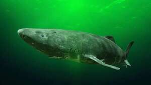 Los sectores cosmético y de suplementos dietéticos amenazan a tiburones y peces raya - Ciencia - ABC Color