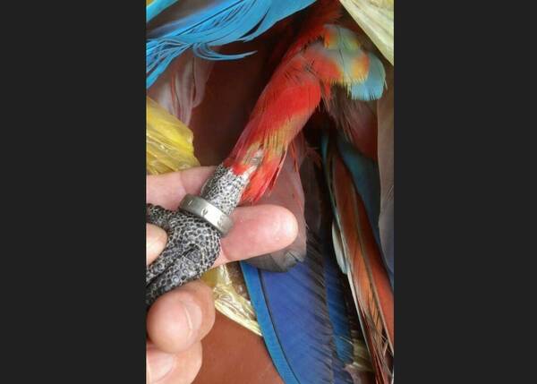 [VIDEO] Vecina captó el momento en que un hombre disparaba y mataba a un guacamayo