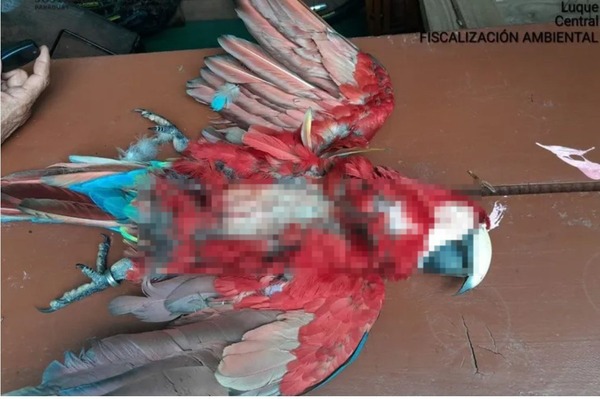 UNA MUJER CAPTÓ EL MOMENTO EXACTO DEL ASESINATO DEL GUACAMAYO EN LUQUE