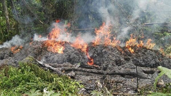20% de la Región Oriental se deforestó para el cultivo de marihuana, según Infona