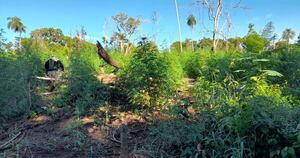 Diario HOY | Destruyen 15 toneladas de droga en Bella Vista Norte