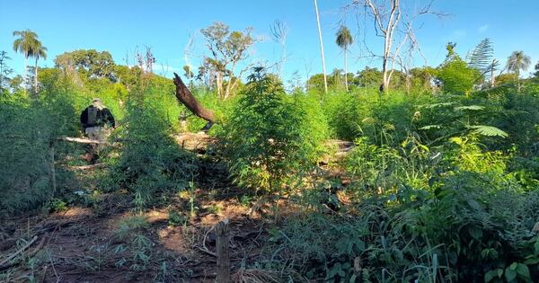 Diario HOY | Destruyen 15 toneladas de droga en Bella Vista Norte