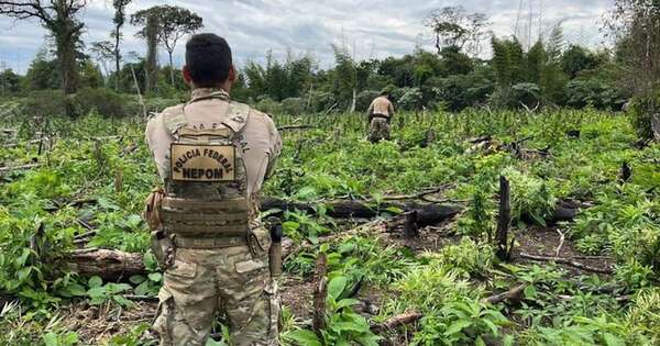 Diario HOY | Detectan miles de hectáreas deforestadas que son utilizadas por marihuaneros