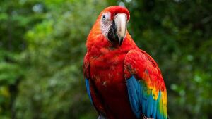 Luque: Mataron a un Guacamayo rojo - SNT