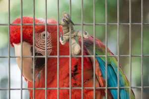 Las sanciones para quienes cazan guacamayos u otros animales silvestres - Policiales - ABC Color