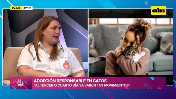 Video: adopción responsable en gatos  - Ensiestados - ABC Color