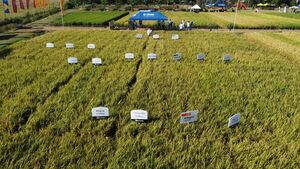BASF ofreció herbicidas de su portafolio robusto para arroceros
