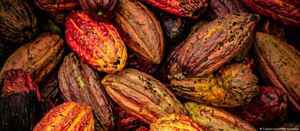Estudio: el cacao se originó en Sudamérica y no en México