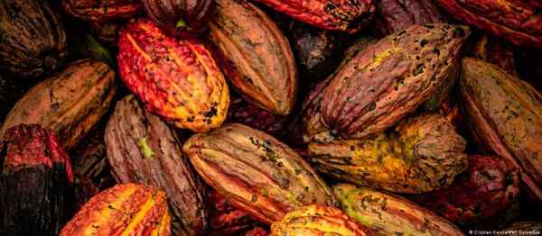 Estudio: el cacao se originó en Sudamérica y no en México