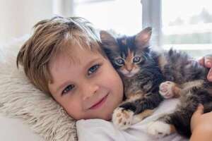 Mascotas: Razas de gato más cariñosas para niños - Mascotas - ABC Color