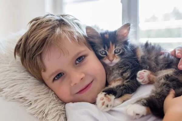 Mascotas: Razas de gato más cariñosas para niños - Mascotas - ABC Color