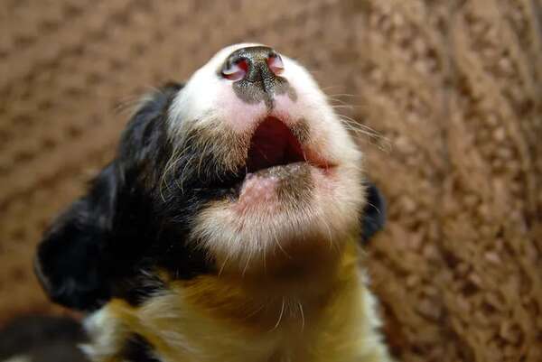 ¿Por qué ladran los cachorros por la noche? Descubrilo y solucionalo - Mascotas - ABC Color