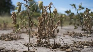 El Reglamento 1115 de la UE: estocada mortal contra la producción y soberanía del Paraguay