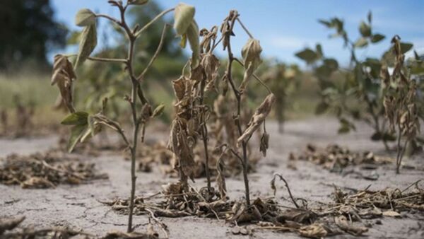 El Reglamento 1115 de la UE: estocada mortal contra la producción y soberanía del Paraguay