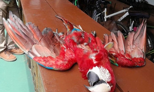 Matar de un balazo a un guacamayo y fiscalía imputa al sospechoso