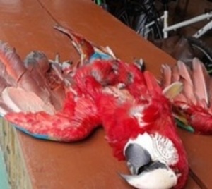 Imputan a sujeto que habría matado a un guacamayo en Luque - Paraguay.com