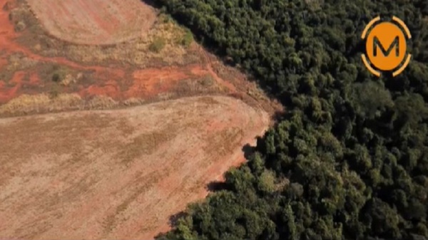 ¡Preocupante! 20% de la Región Oriental se deforestó para cultivo de Marihuana, revelan - Noticias Paraguay