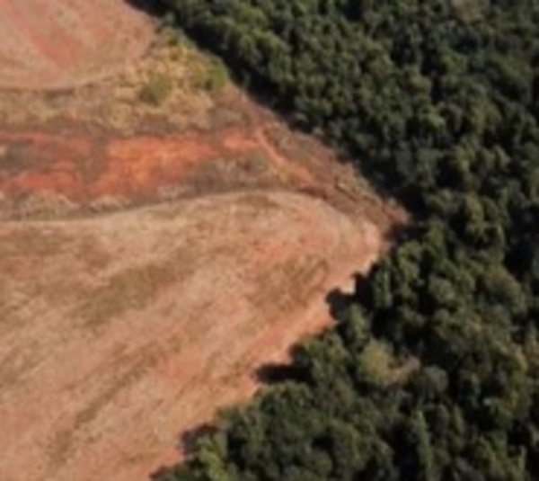 20% de la Región Oriental se deforestó para cultivo de Marihuana - Paraguay.com