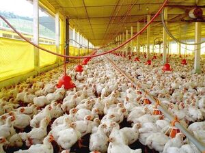 Exportación de carne aviar disminuye un 16,7%
