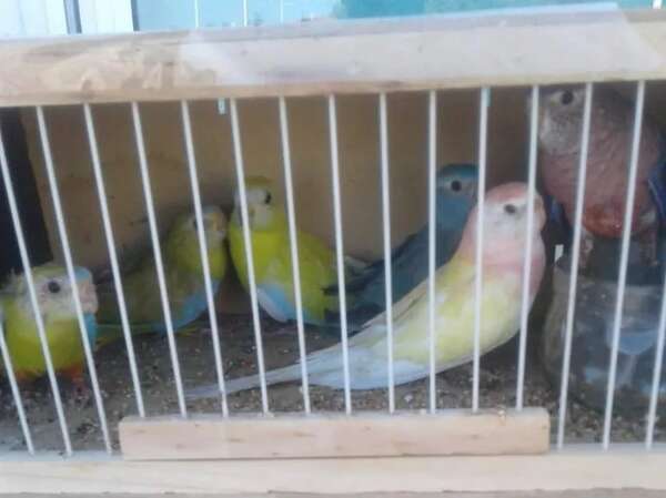 Argentina: rescatan 29 aves silvestres de un camión paraguayo - Mundo - ABC Color